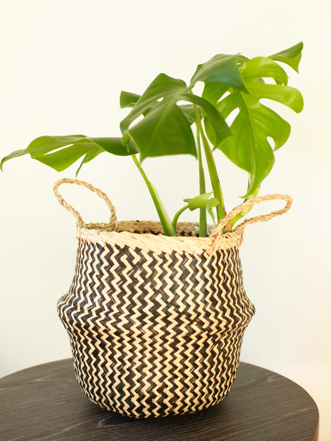 Mariana L (Philodendron Monstera) - PlantMe Chile