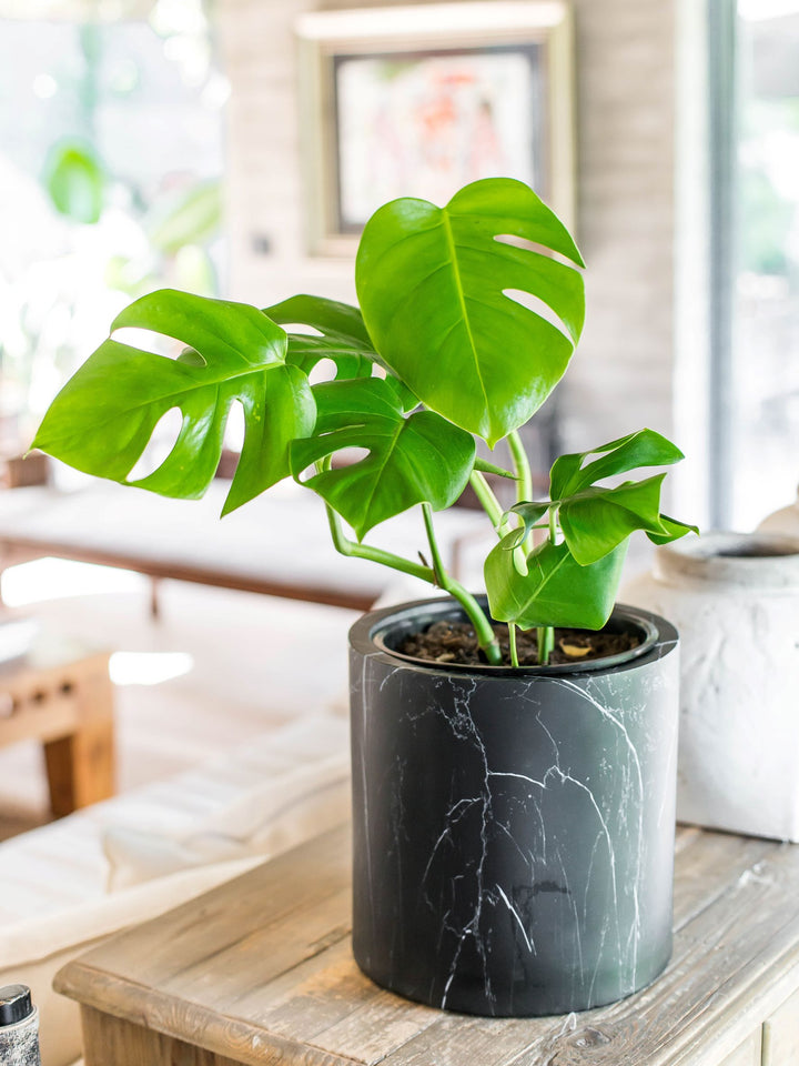 Mariana L (Monstera Deliciosa)