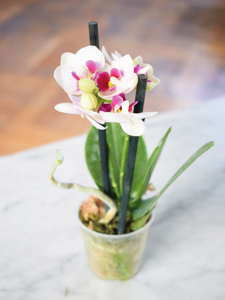 Ester Blanca (Orquídea Chica)