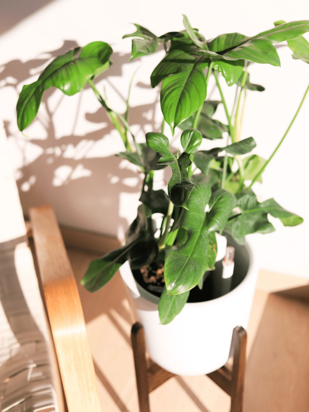 Pancho (Philodendron Panduriforme) PlantMe Chile Autorregante L Blanco y pedestal 