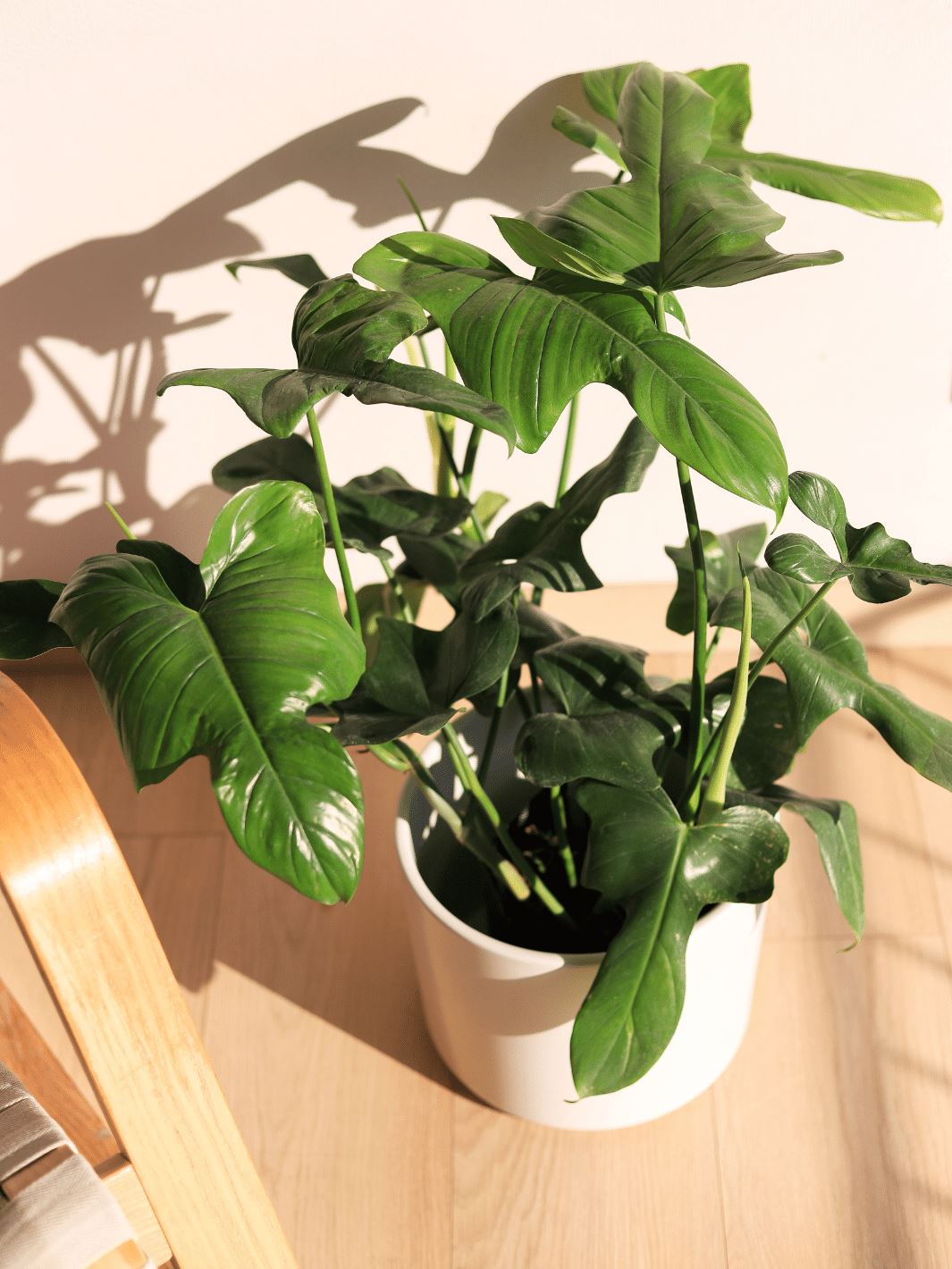 Pancho (Philodendron Panduriforme) PlantMe Chile Danes L blanco 