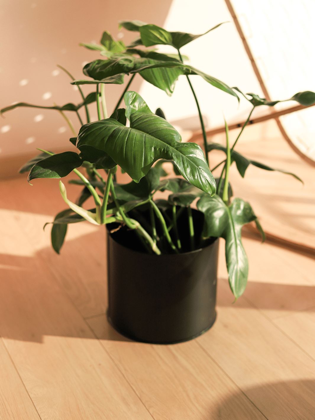 Pancho (Philodendron Panduriforme) PlantMe Chile Metal L Negro 