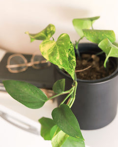 Pauli M (Pothus)