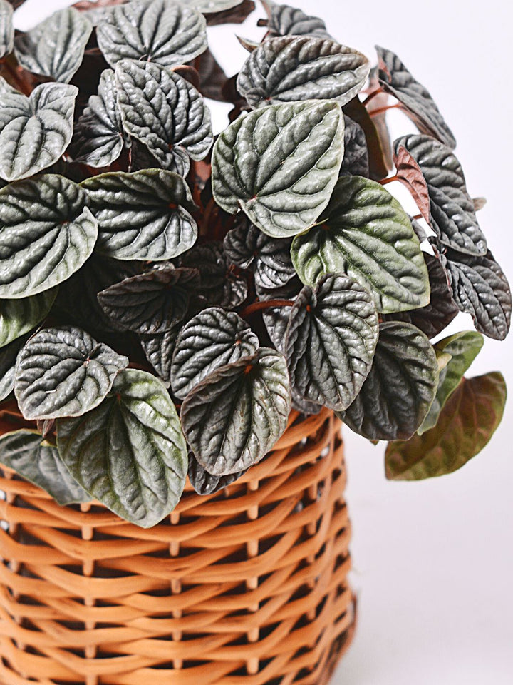 Pepa (Peperomia Caperata) - PlantMe Chile