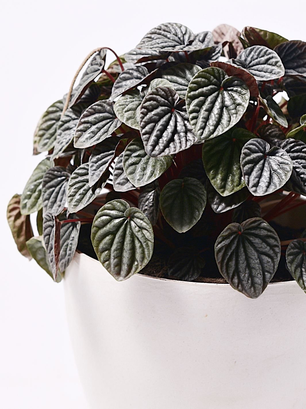 Pepa (Peperomia Caperata) - PlantMe Chile