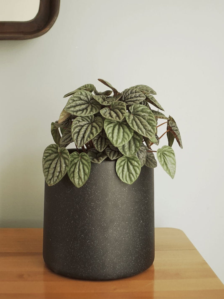 Pepa (Peperomia Caperata) - PlantMe Chile