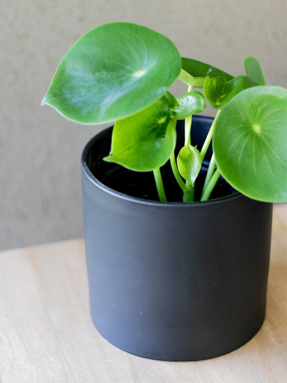 Perla (Peperomia Cucharita) - PlantMe Chile