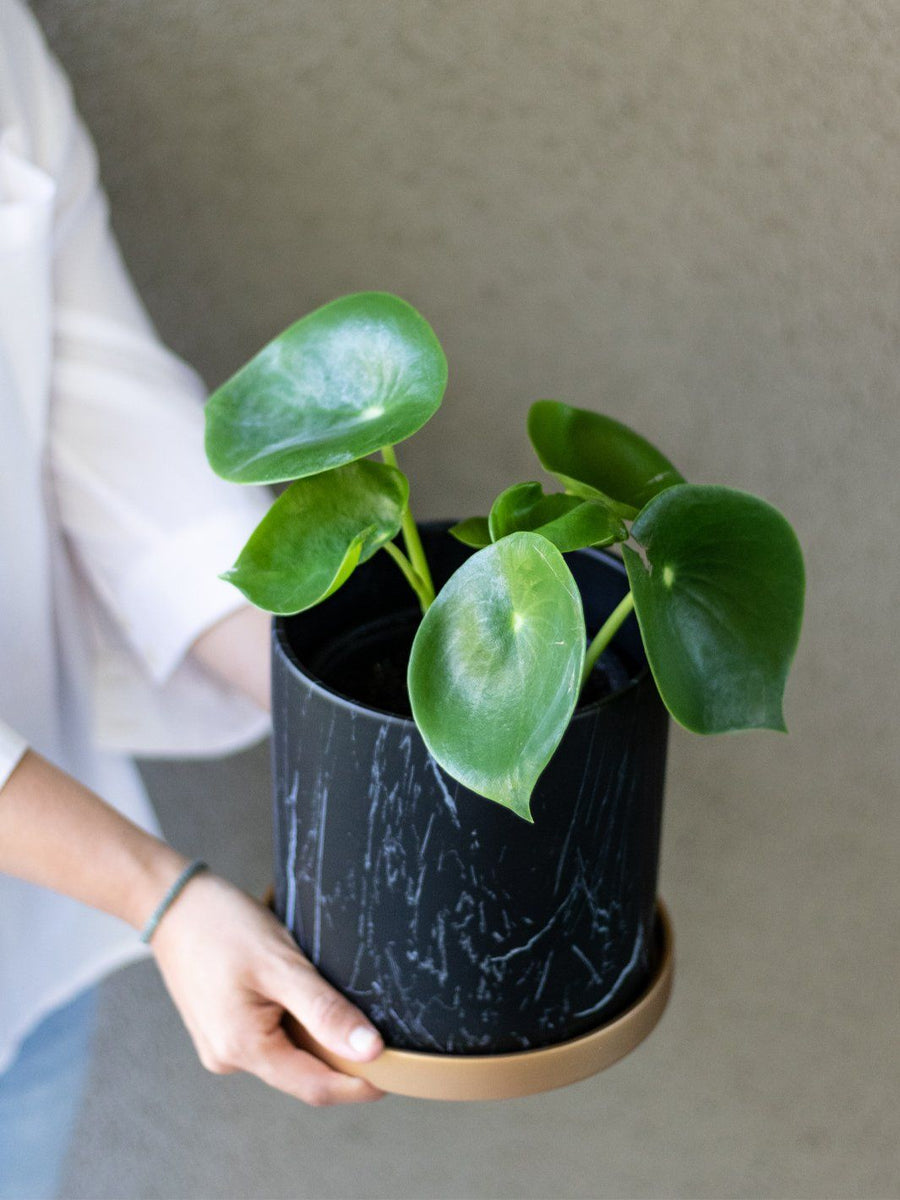 Perla (Peperomia Cucharita) - PlantMe Chile