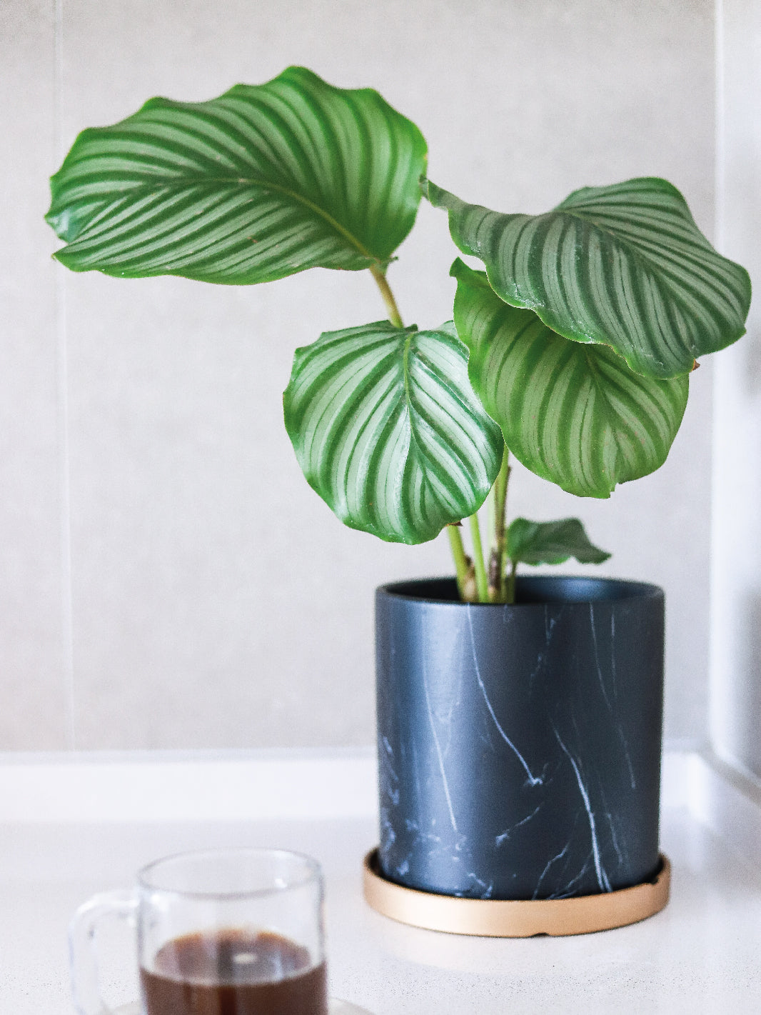 Cande (Calathea Orbifolia)