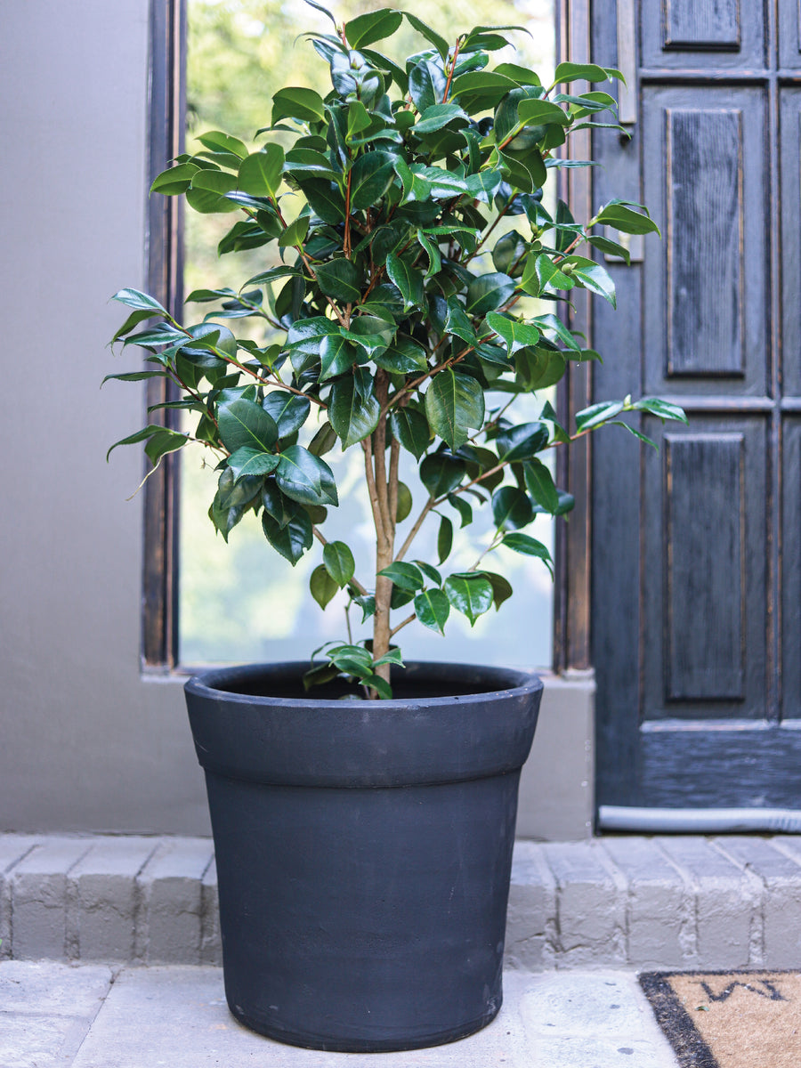 Celia (Camelia) - PlantMe Chile