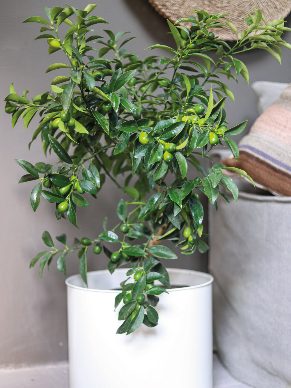 Karin (Kumquat) - PlantMe Chile