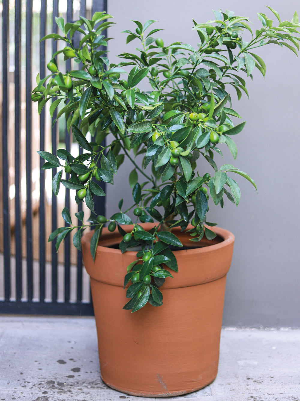 Karin (Kumquat) - PlantMe Chile