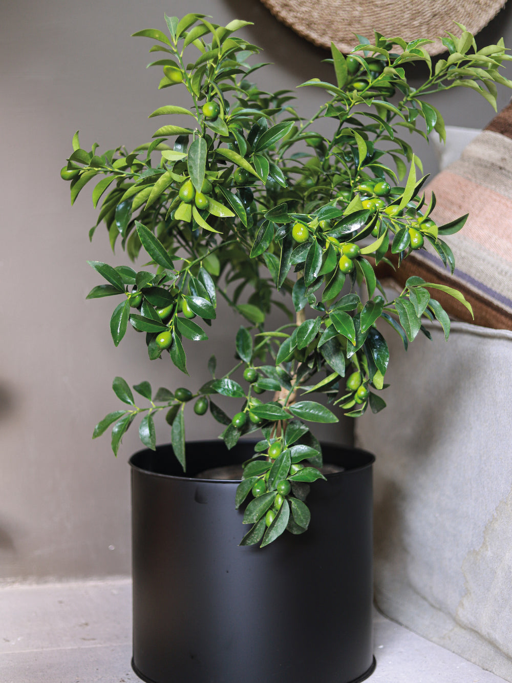 Karin (Kumquat) - PlantMe Chile