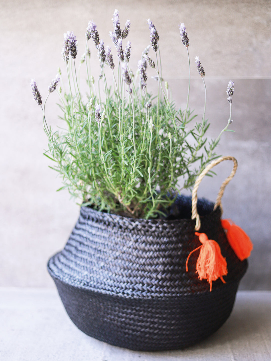 Laura (Lavanda) PlantMe Chile