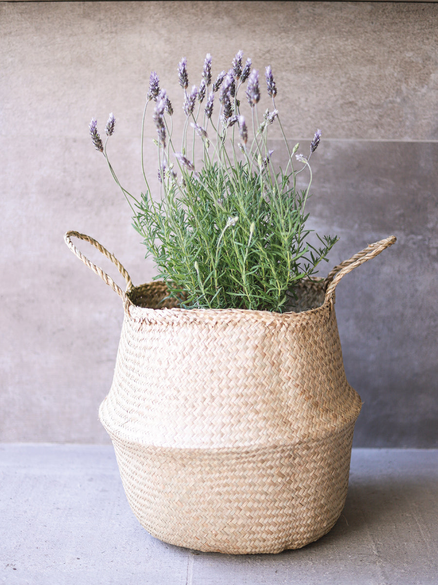 Laura (Lavanda) PlantMe Chile