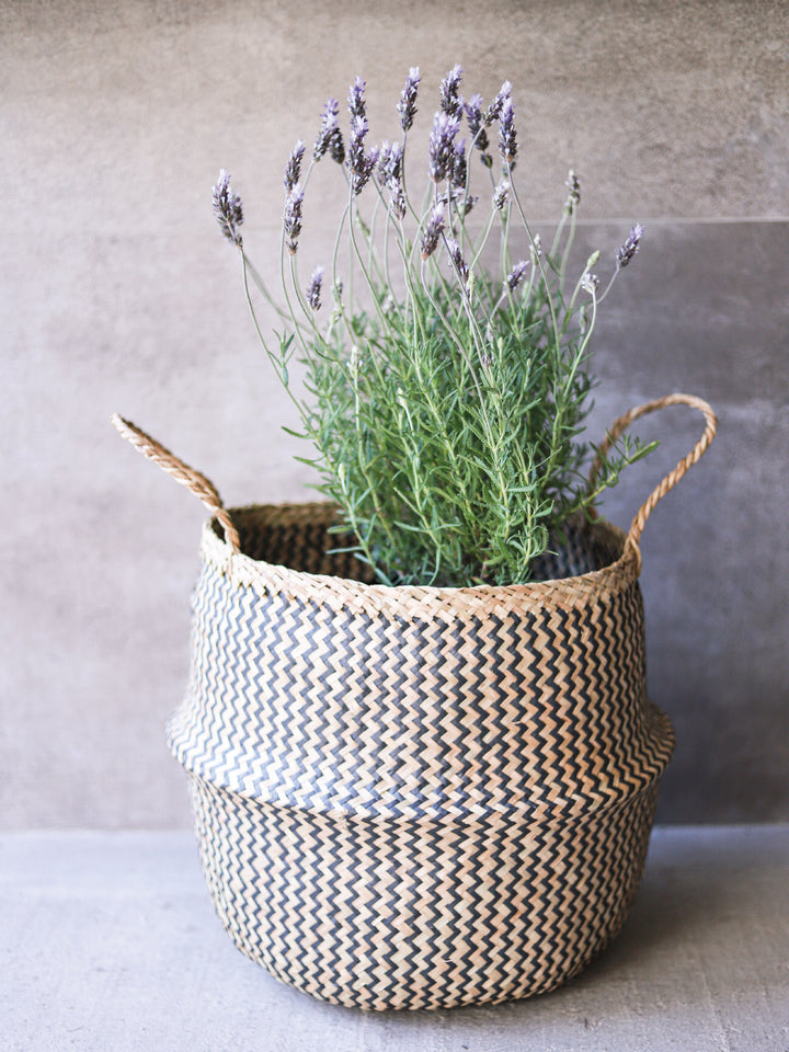 Laura (Lavanda) PlantMe Chile