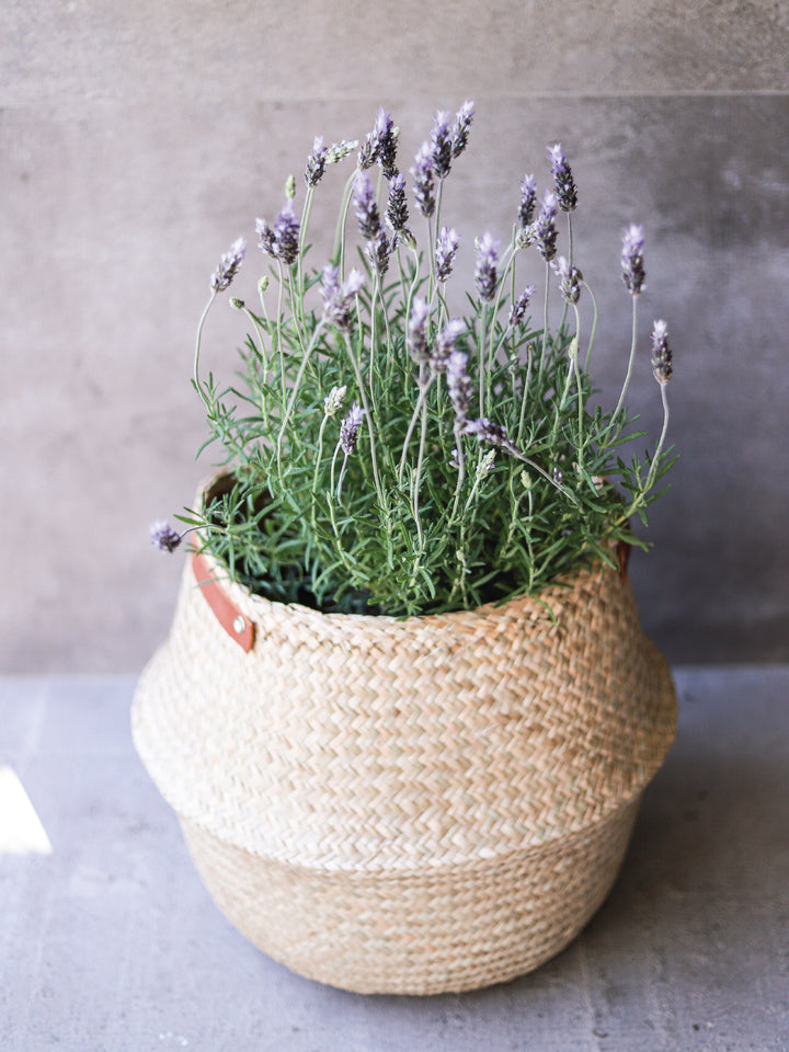 Laura (Lavanda) PlantMe Chile
