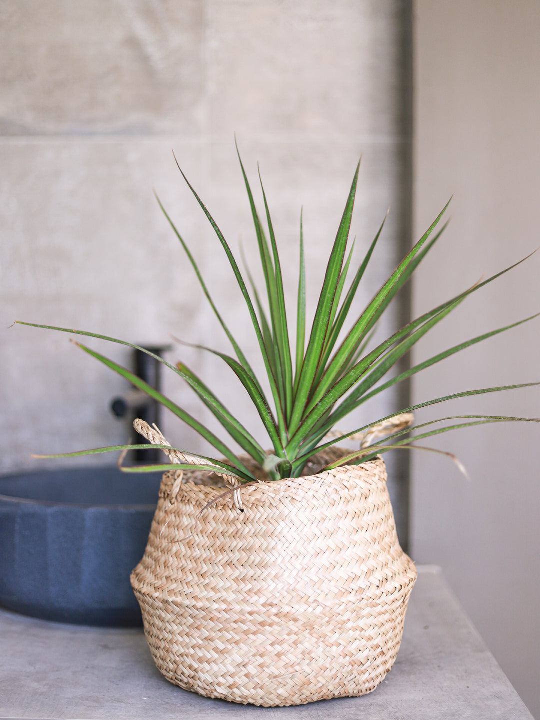 Baby Margaret (Dracena Marginata)