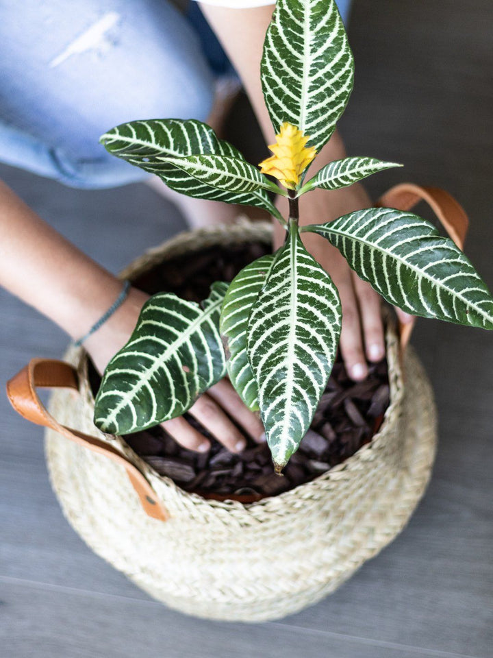 Renata (Aphelandra) - PlantMe Chile