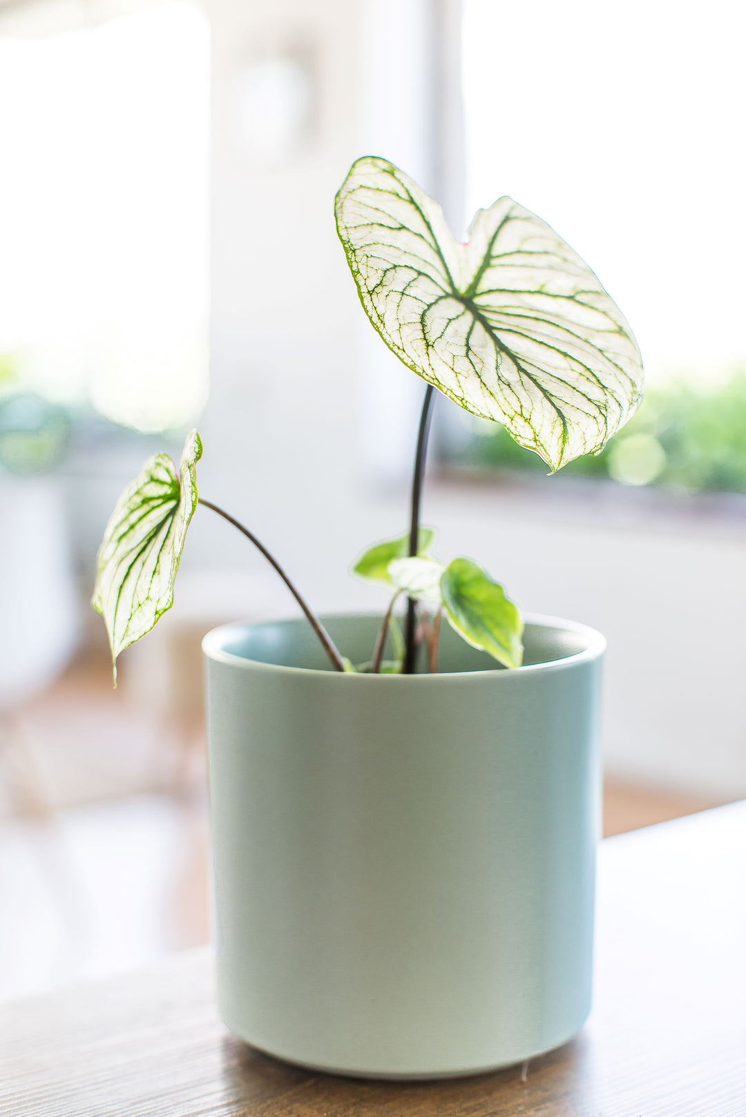 Charlie (Caladium Allure)