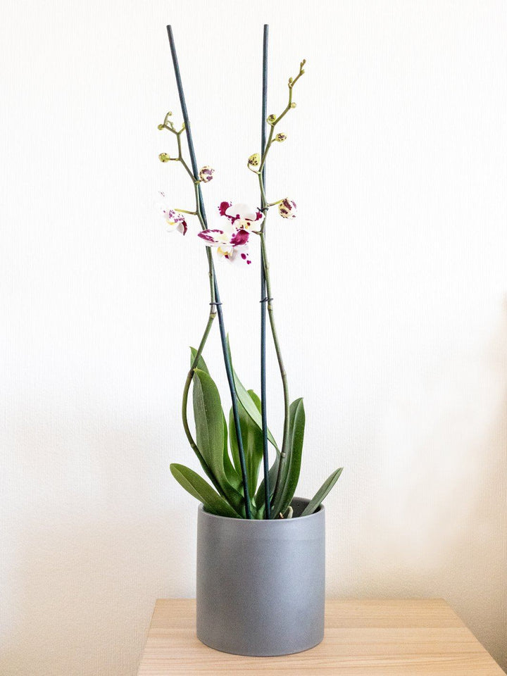 Úrsula Blanca con Fucsia (Orquídea grande) - PlantMe Chile