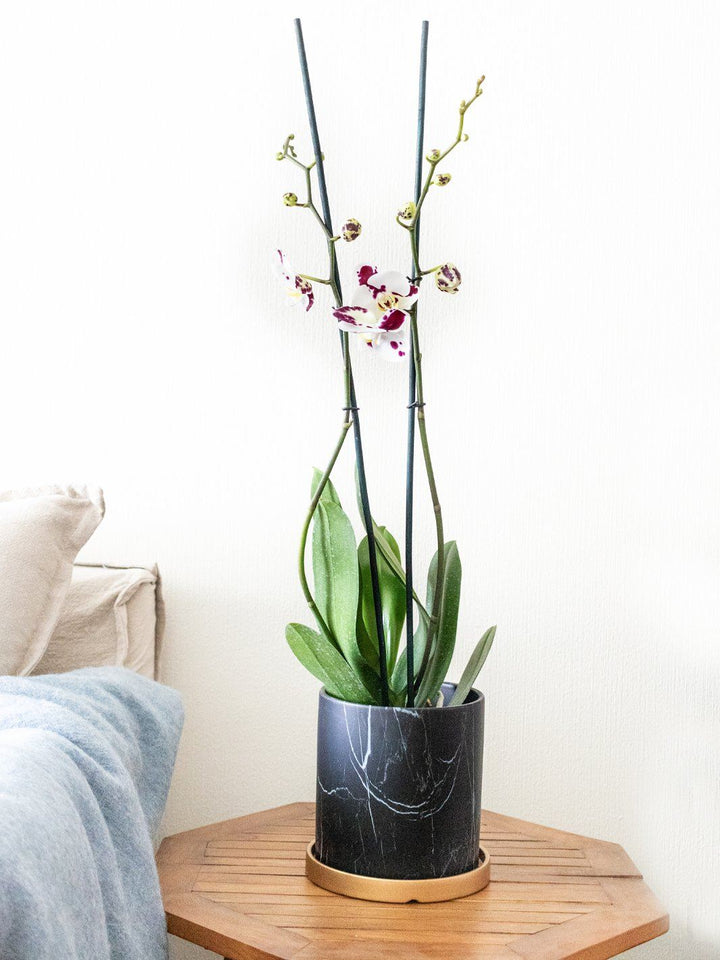 Úrsula Blanca con Fucsia (Orquídea grande) - PlantMe Chile