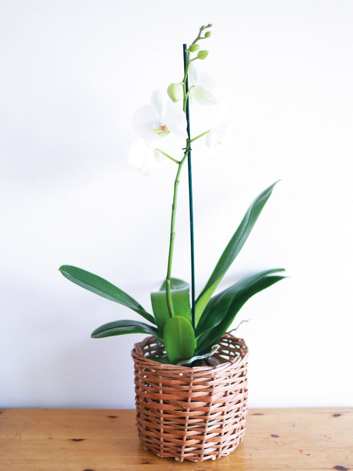 Úrsula Blanca (Orquídea grande) PlantMe Chile Mimbre M 