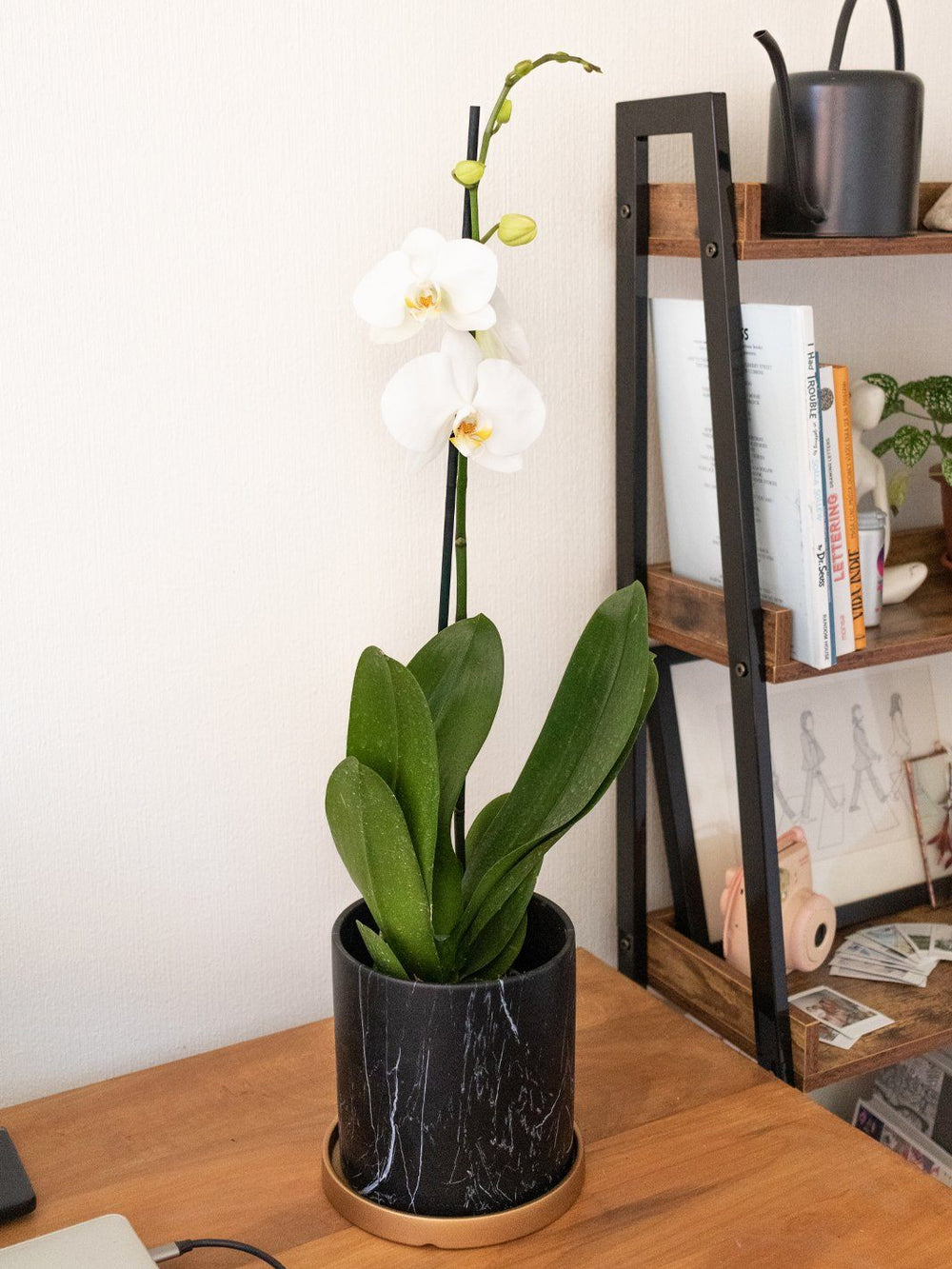 Úrsula Blanca (Orquídea grande) - PlantMe Chile